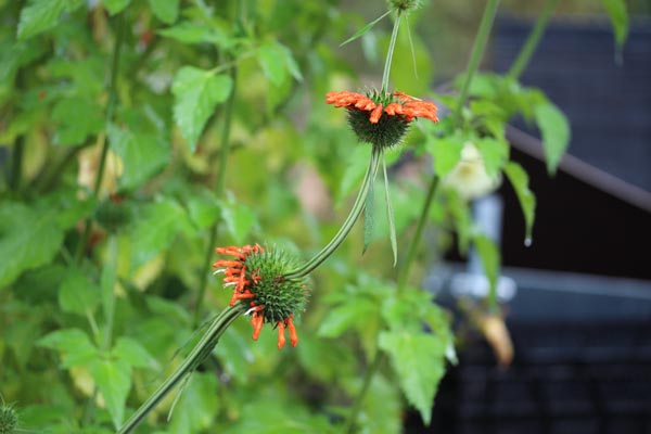 Leonotis nepetifolia (Löwenohr)