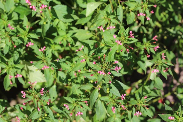 Lopezia racemosa (Mexikanische Lopezie)