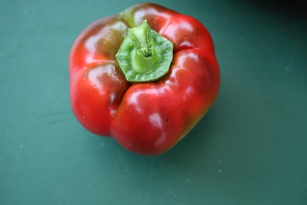 Capsicum annuum (Paprika, 'Topepo Rosso')