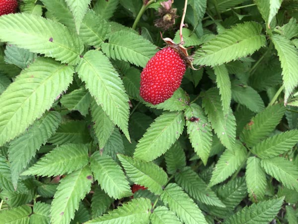 Rubus illecebrosus (Erdbeer-Himbeere)