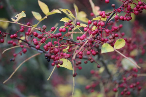 Zanthoxylum simulans (Szechuanpfeffer)