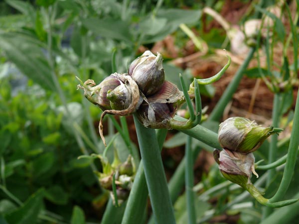 Allium cepa var. viviparum (Zwiebel-,Etagen-)