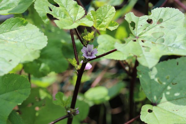 Malva mohileviensis (Mogilev-Malve)