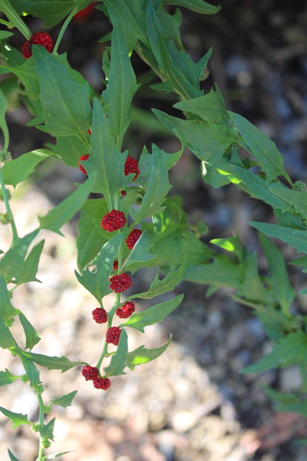 Chenopodium foliosum (Echter Erdbeerspinat)