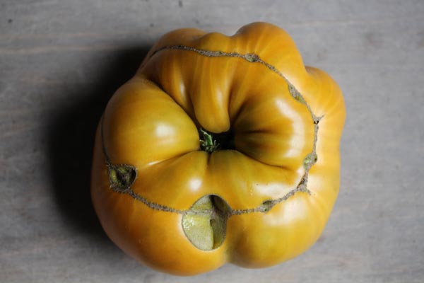 Solanum lycopersicum (Tomate, 'Uluru Ochre')