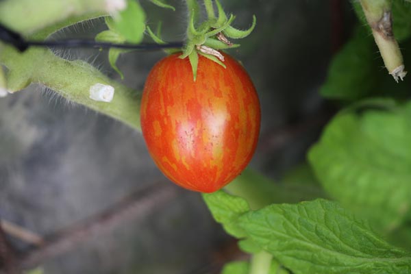 Solanum lycopersicum (Tomate, 'Tigerette')