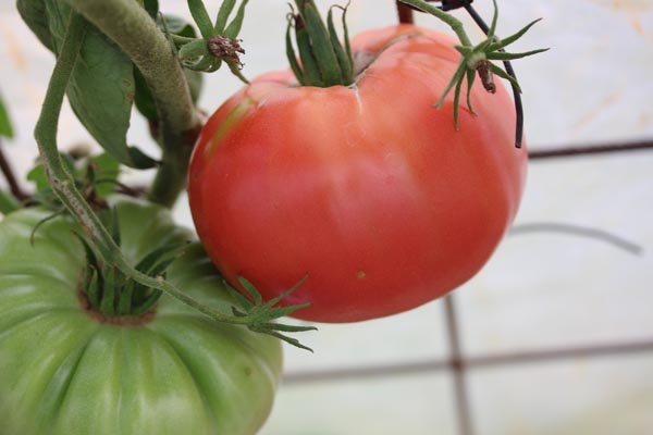 Solanum lycopersicum (Tomate, 'Brandywine')