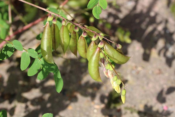 Astragalus membranaceus (Mongolischer Tragant (Huang-Qi))