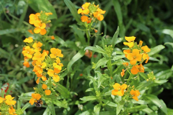 Erysimum x allionii (Goldlack, Schöterich)