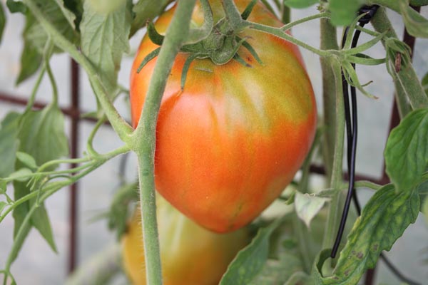Solanum lycopersicum (Tomate, 'Egyptian')