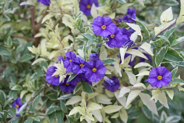 Solanum rantonnetii 'Variegatum' (Panaschierter Enzianstrauch)