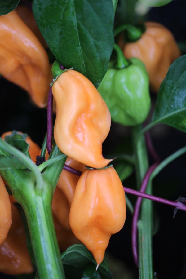 Capsicum chinense (Chili, Habanero Peach)