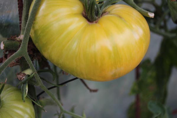 Solanum lycopersicum (Tomate, 'Pineapple Pig')