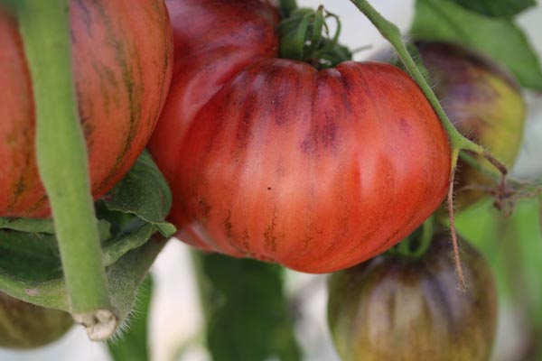 Solanum lycopersicum (Tomate, 'Crushed Heart')