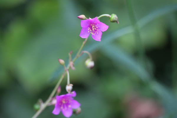 Talinum fruticosum (Blatt-Ginseng)