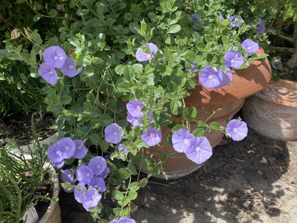 Convolvulus sabatius (Blaue Mauritius)