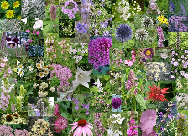 Bienenweide-Sortiment