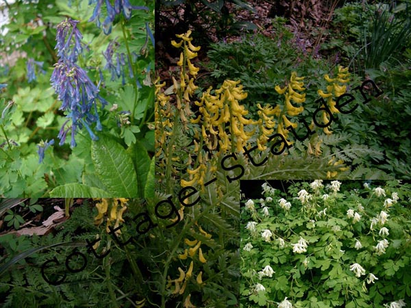 Lerchensporn-Sortiment