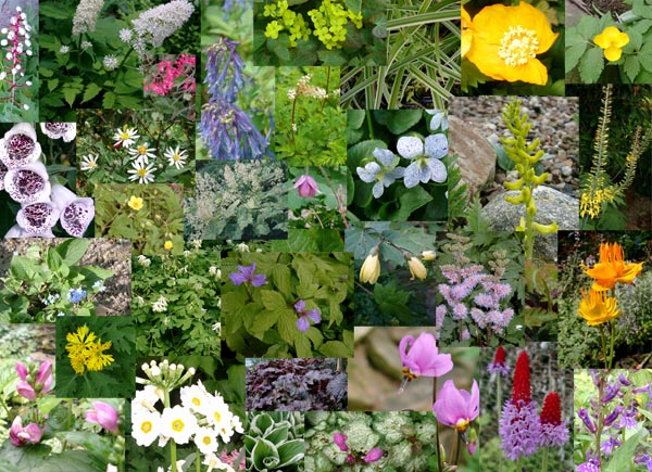 Mein Schattenreich-Sortiment