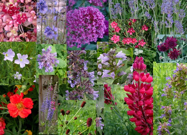 Rot-blaues Sortiment