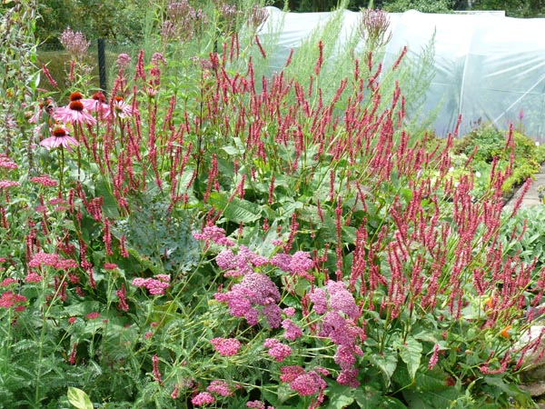 Sonnenuntergangs-Beet