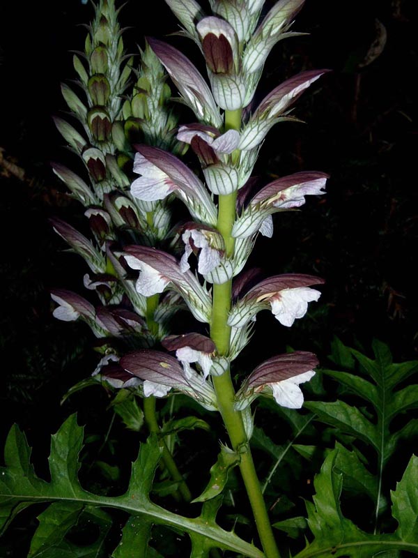 Acanthus hungaricus (Balkan Bärenklaue)
