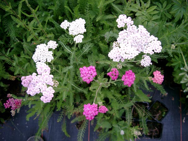 Achillea millefolium 'Colorado' (Bunte Garten-Schafgarbe)