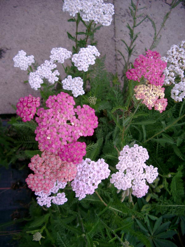 Achillea millefolium 'Summer Pastels' (Pastellfarbene Garten-Schafgarbe)