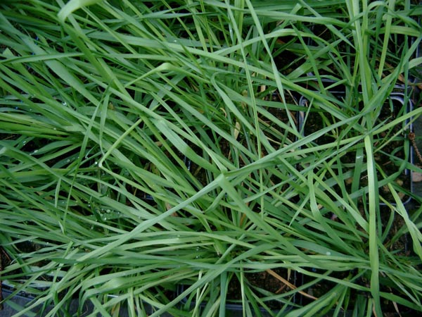 Anthoxanthum odoratum (Ruchgras)