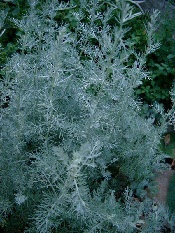 Artemisia santonica (Duftraute)