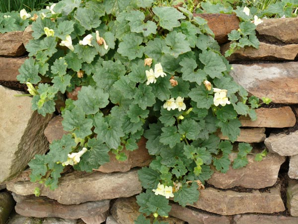 Asarina procumbens (Antirrhinum asarina) (Schein-Löwenmäulchen)