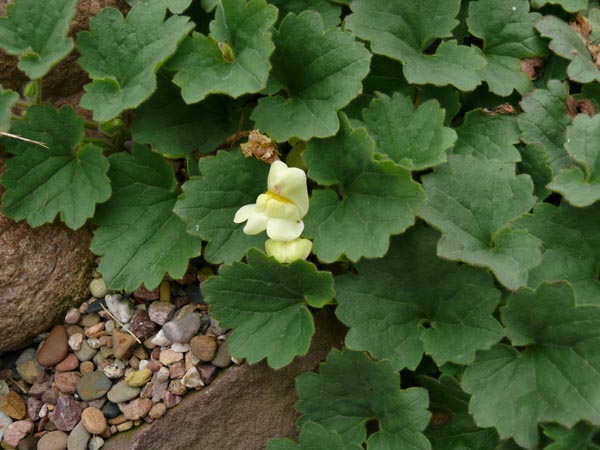 Asarina procumbens (Antirrhinum asarina) (Schein-Löwenmäulchen)