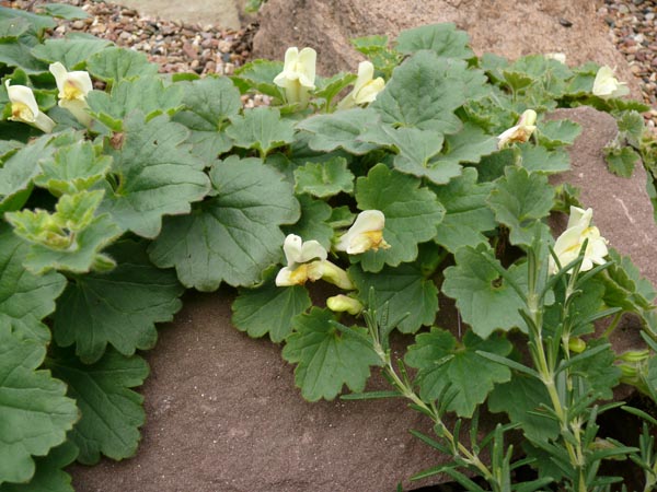 Asarina procumbens (Antirrhinum asarina) (Schein-Löwenmäulchen)
