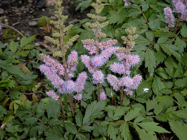 Astilbe Chinensis Hybr. ’Christian’ (Zwerg Prachtspiere)