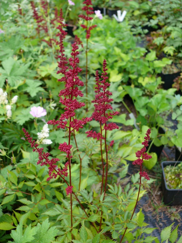 Astilbe x arendsii 'Fanal' (Beet-Pracht-Spiere)