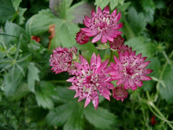 Astrantia major 'Rosensinfonie' (Große Sterndolde)