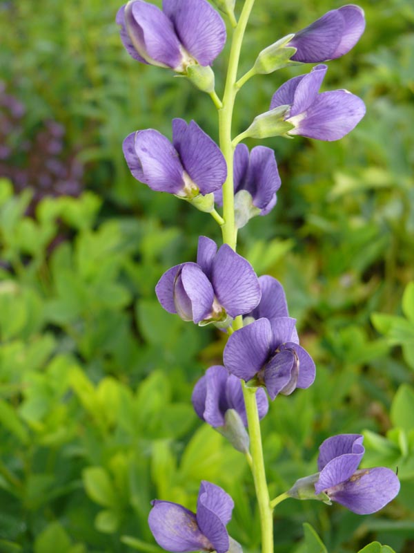 Baptisia australis (Blaue Färberhülse)