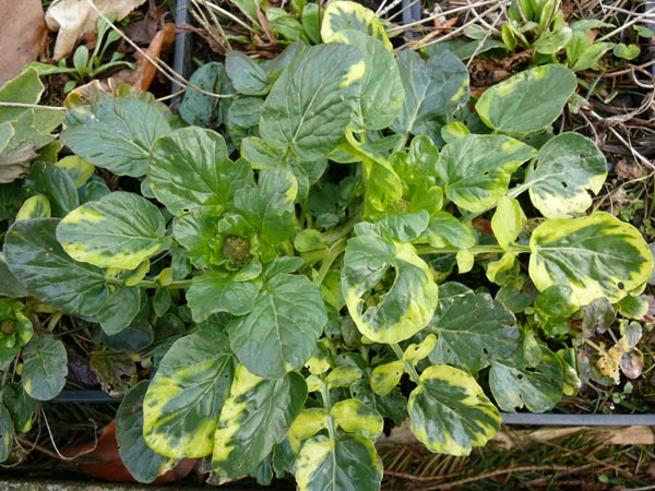 Barbarea vulgaris 'Variegata' (Weißbunte Barbarakresse)