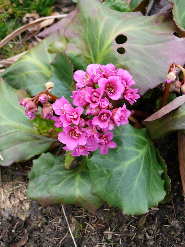 Bergenia x 'Abendglut' (Rotblühende Bergenie)