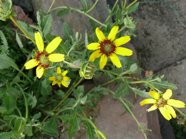 Berlandiera lyriata (Schokoladenblume)