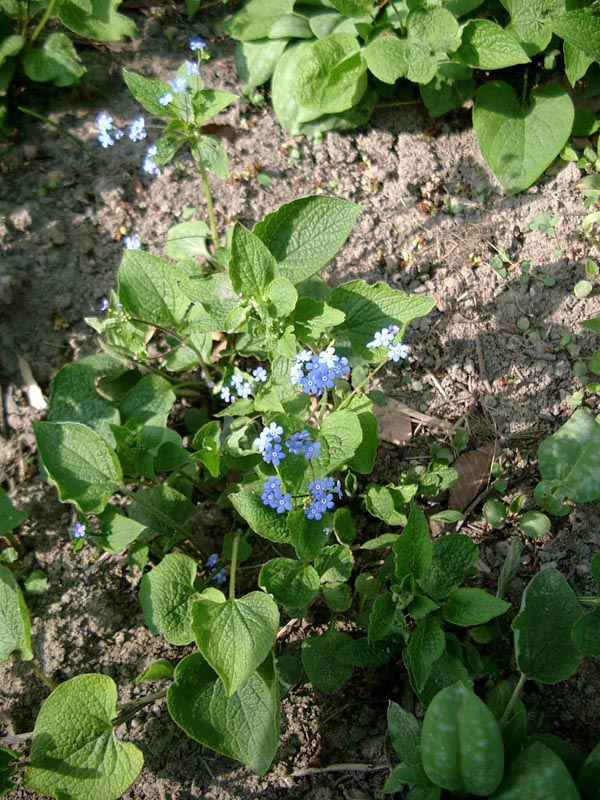 Brunnera macrophylla (Kaukasusvergißmeinicht)