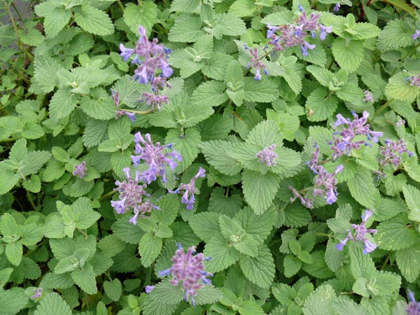 Nepeta racemosa 'Superba' (Katzenminze)