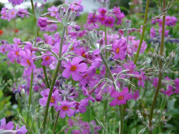 Primula beesiana (Etagen-Primel)