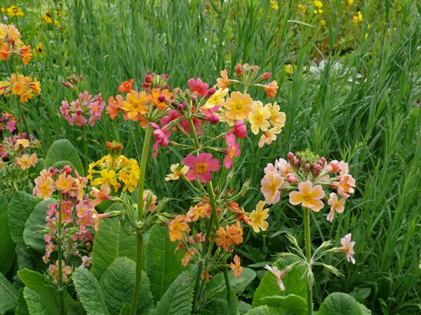 Primula bulleesiana (Etagen-Primel)