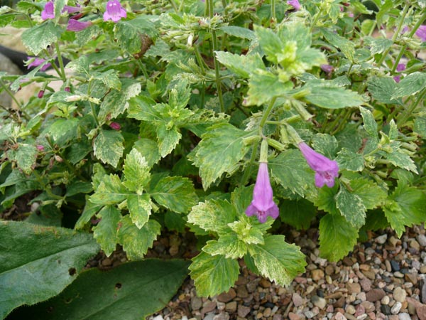 Calamintha grandiflora 'Variegata' (Panaschierte Bergminze)