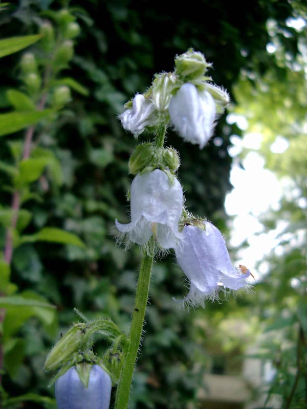 Campanula barbata (Bärtige Glockenblume)