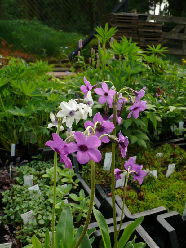 Primula chionanthus (Primel)