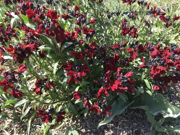Erysimum cheiri 'Blood Red' (Goldlack)