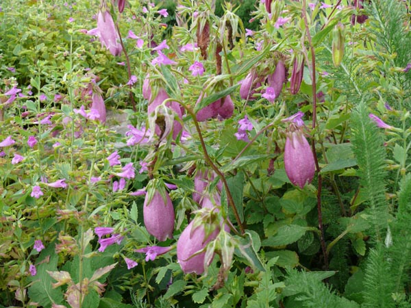 Campanula punctata ’Rubriflora’ (Japanglockenblume)