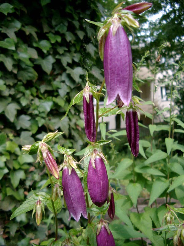 Campanula punctata ’Rubriflora’ (Japanglockenblume)